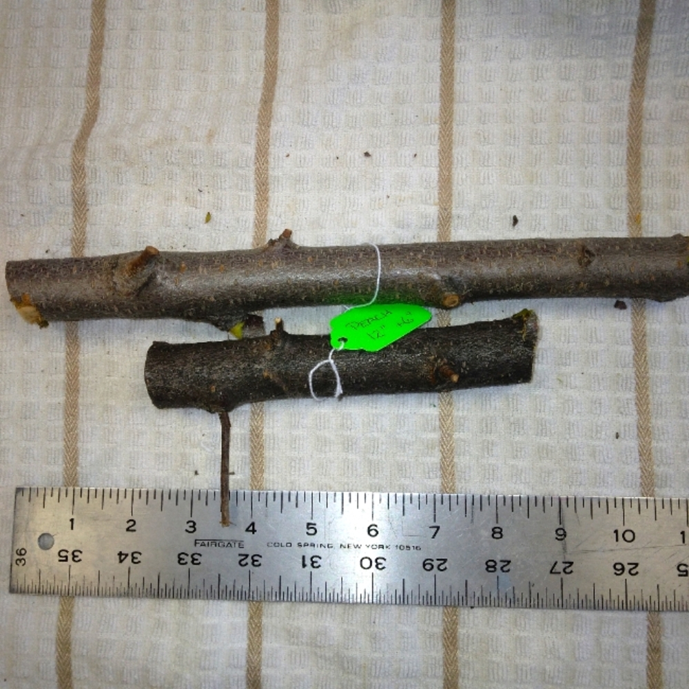 Peach Tree Branches for Crafting Isopods Reptiles  Terarrium  Jararrium Vivarium